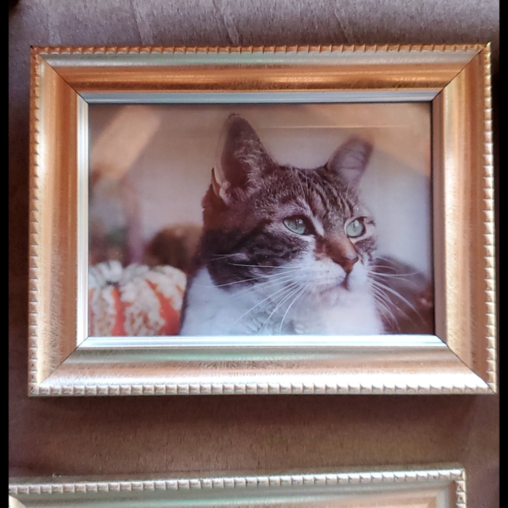 3.5x5 Photo Frame - Picture 2 of 9